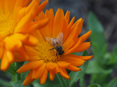 calendula