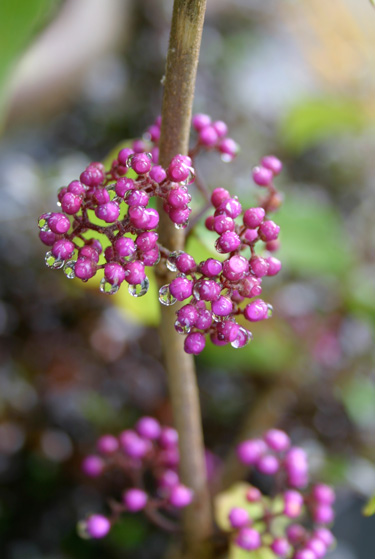 Callicarpa, purple berries