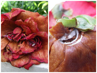 Camellia petal blight