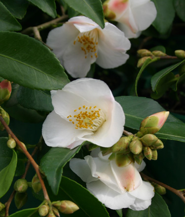 Camellia Quintessence