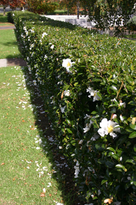 Camellia sasanqua 'Setsugekka'