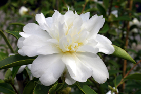 Camellia 'Snow Flurry'