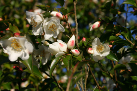 Camellia 'Transnokoensis'