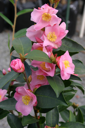 Camellia 'Transpink'