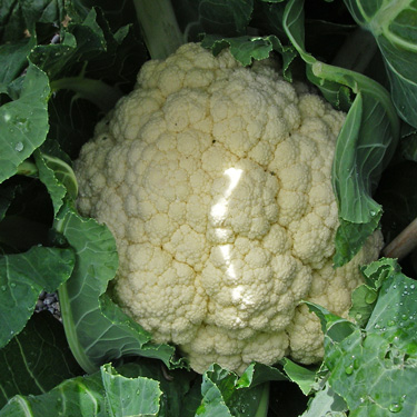 cauliflower