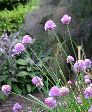 chives