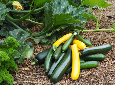 zucchinis courgettes