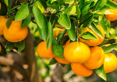 citrus