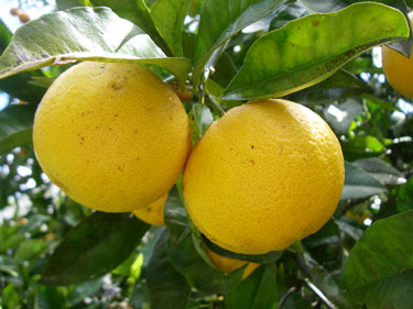 citrus