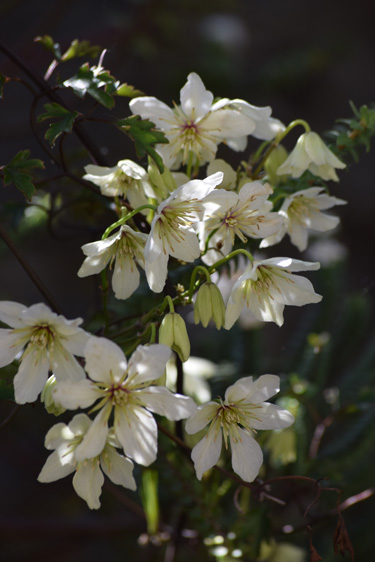 Clematis hookeriana