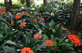 Clivia