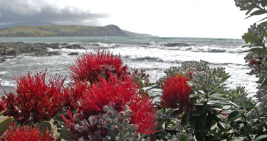 pohutukawa