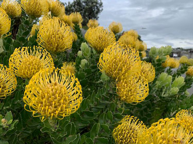 leucospermum