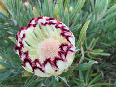 protea