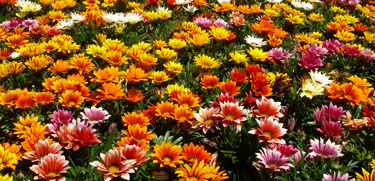 gazania