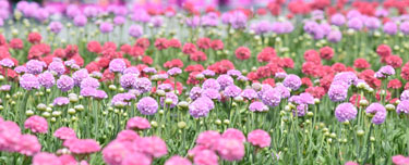 armeria