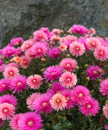 lampranthus