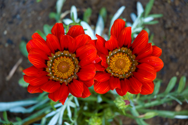 gazania