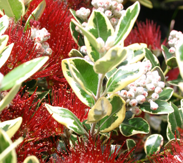 pohutukawa