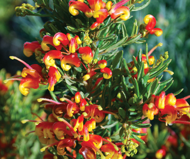 grevillea