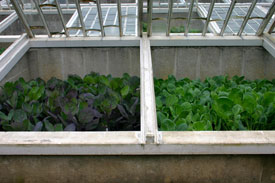 Cold Frame