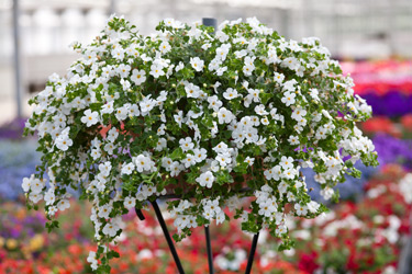 containers bacopa