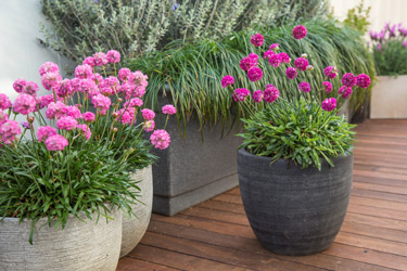 containers pots