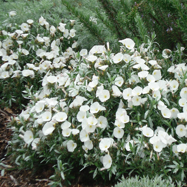 Convolvulus cneorum