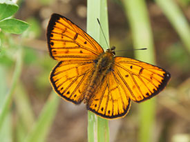 Common Copper butterfly
