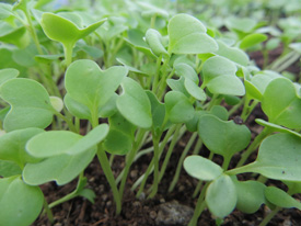 Cover Crop