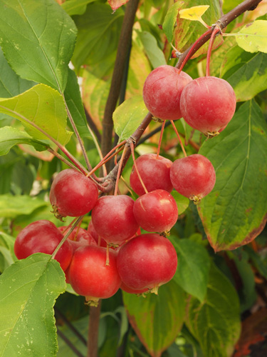 crab apples