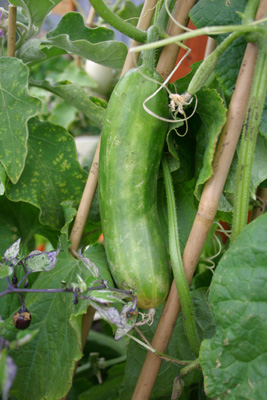 Cucumber