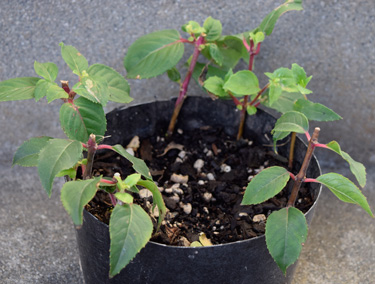 cuttings fuchsia