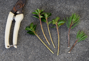 cuttings azalea conifer