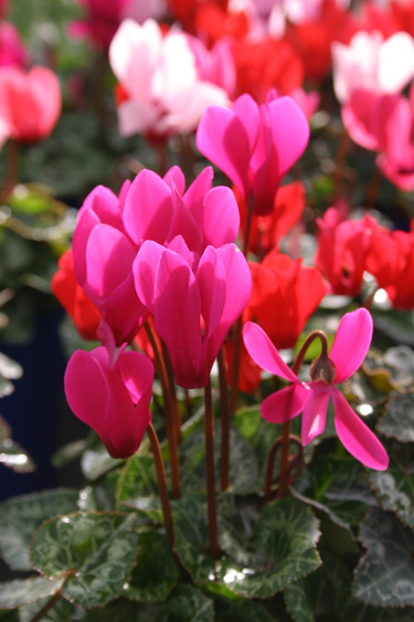 miniature cyclamen