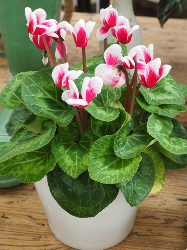 cyclamen