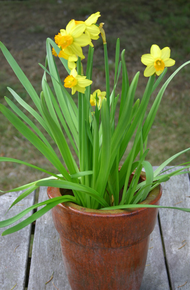 daffodils