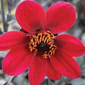 Dahlia Mystic Wonder