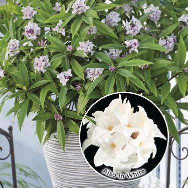 A Daphne fit for a princess! 