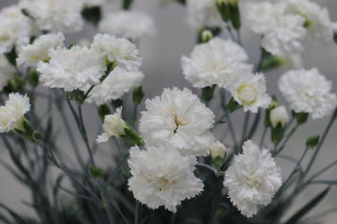 dianthus