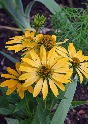 Echinacea