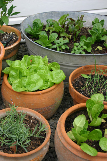 lettuces herbs containers