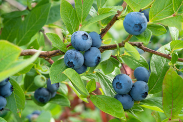 blueberries