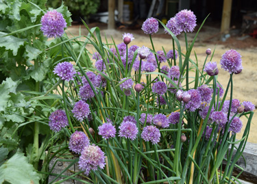 chives