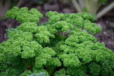 parsley