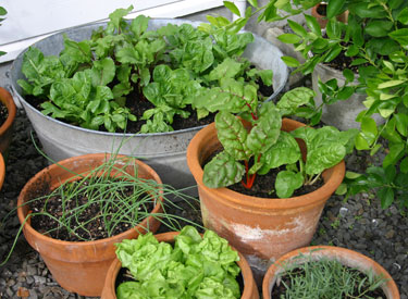 vegetables containers