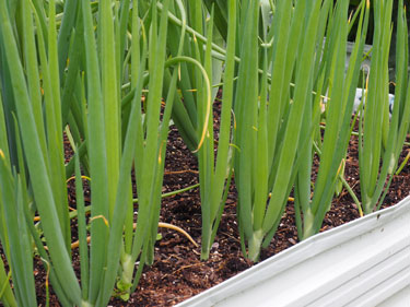 spring onions