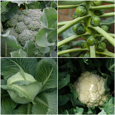 brassicas