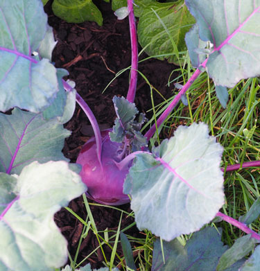 kohl rabi