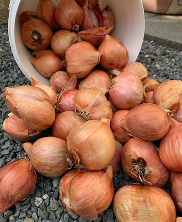 shallots